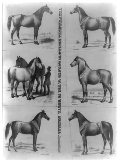 The Principal breeds of horses in use in North America / drawn from life, lith'd & pub'd by A. Kollner.