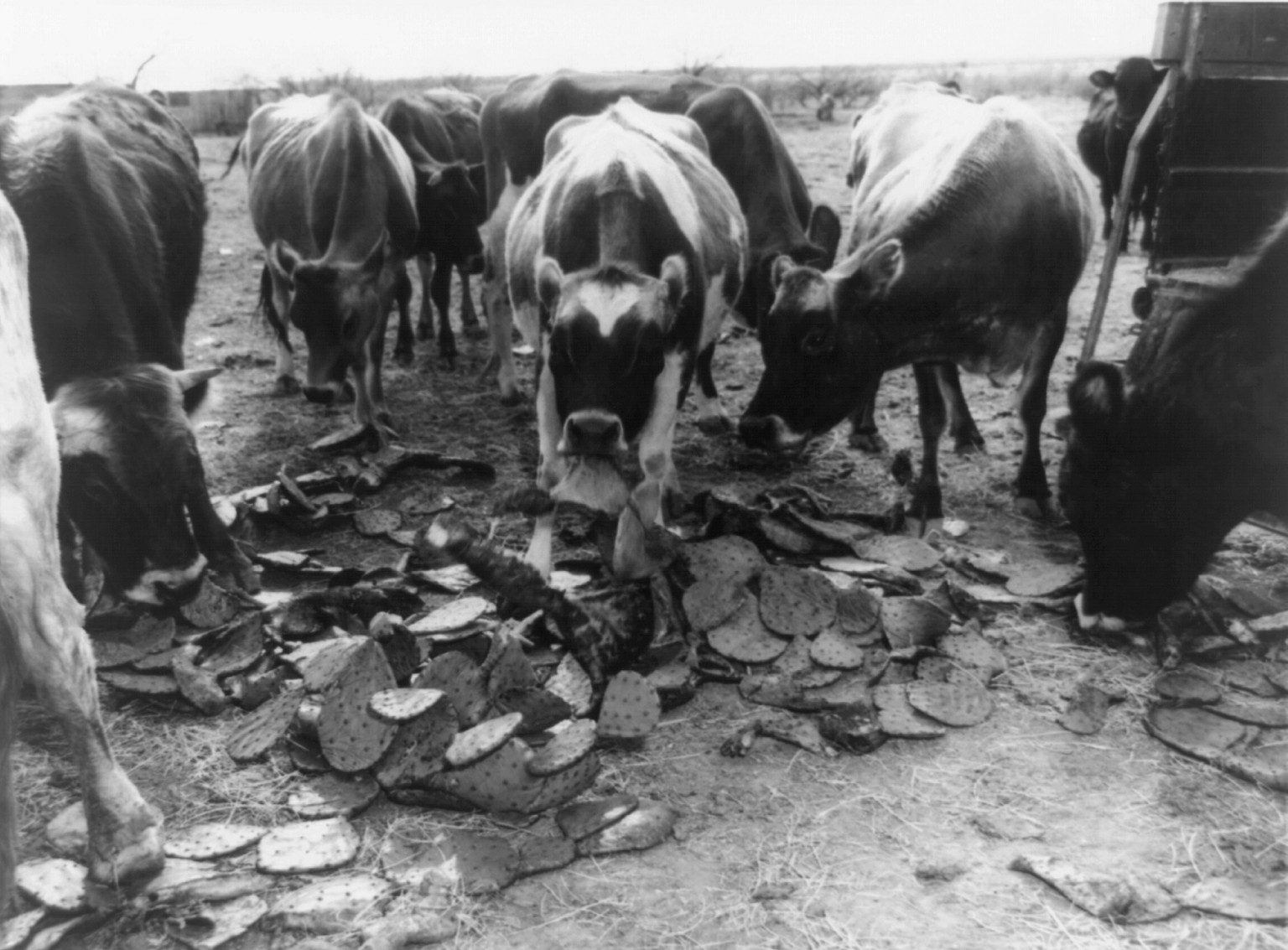 Cows eat prickly pear cactus--seared to remove the thorns, on a ranch about 20 miles east of San Angelo, Texas, [between 1910 and 1940(?)] — historic photograph