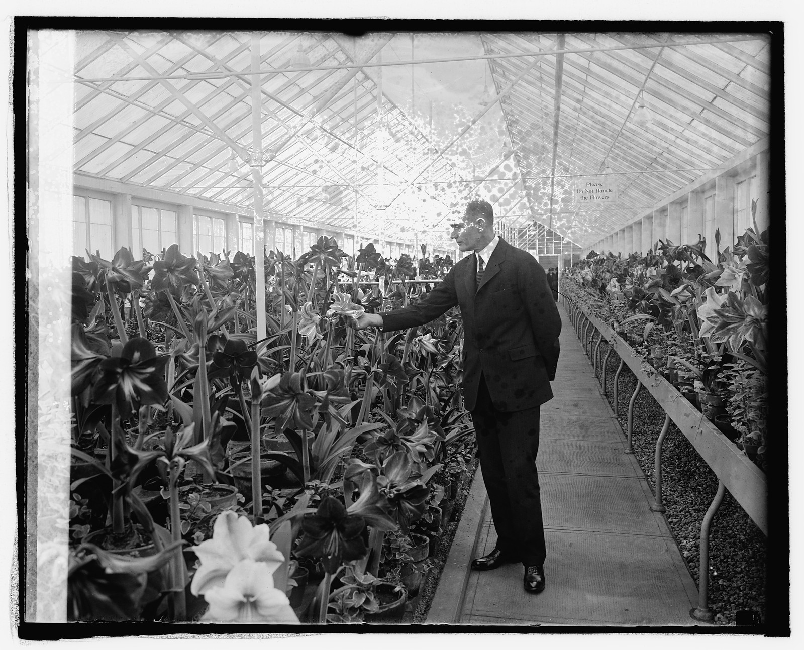 Sec. Jardine at Amaryllis Show, 3/9/25, [19]25 March 9. — historic photograph