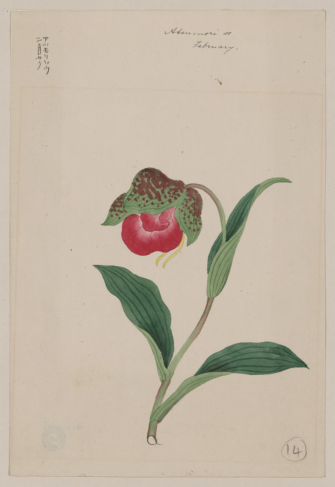 [Japanese drawing], 1750 — historic drawing