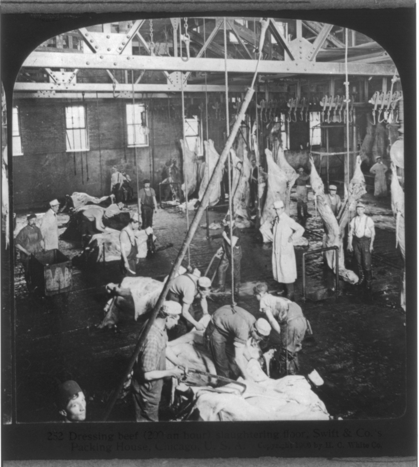 Chicago - Meat Packing Industry: dressing beef, slaughtering floor, Swift & Co.'s Packing House, c1906. — historic photograph