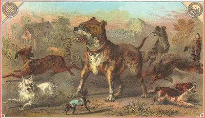 Assorted dogs in a rural landscape, chromolithograph