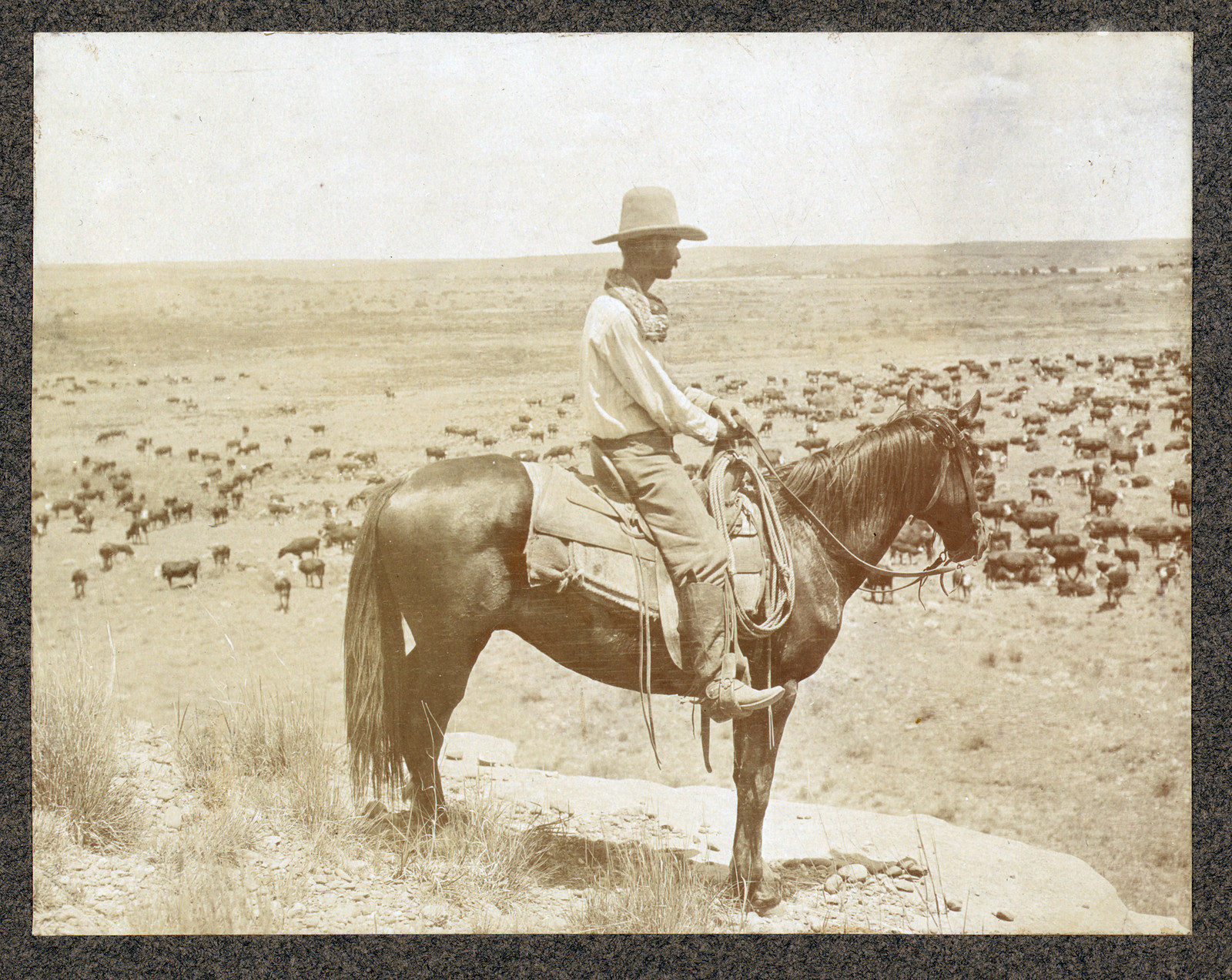 Cowboy on horseback overlooking a herd of cattle — historic image