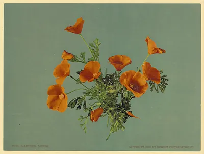California Poppies, Detroit Photographic Co. print, 1899