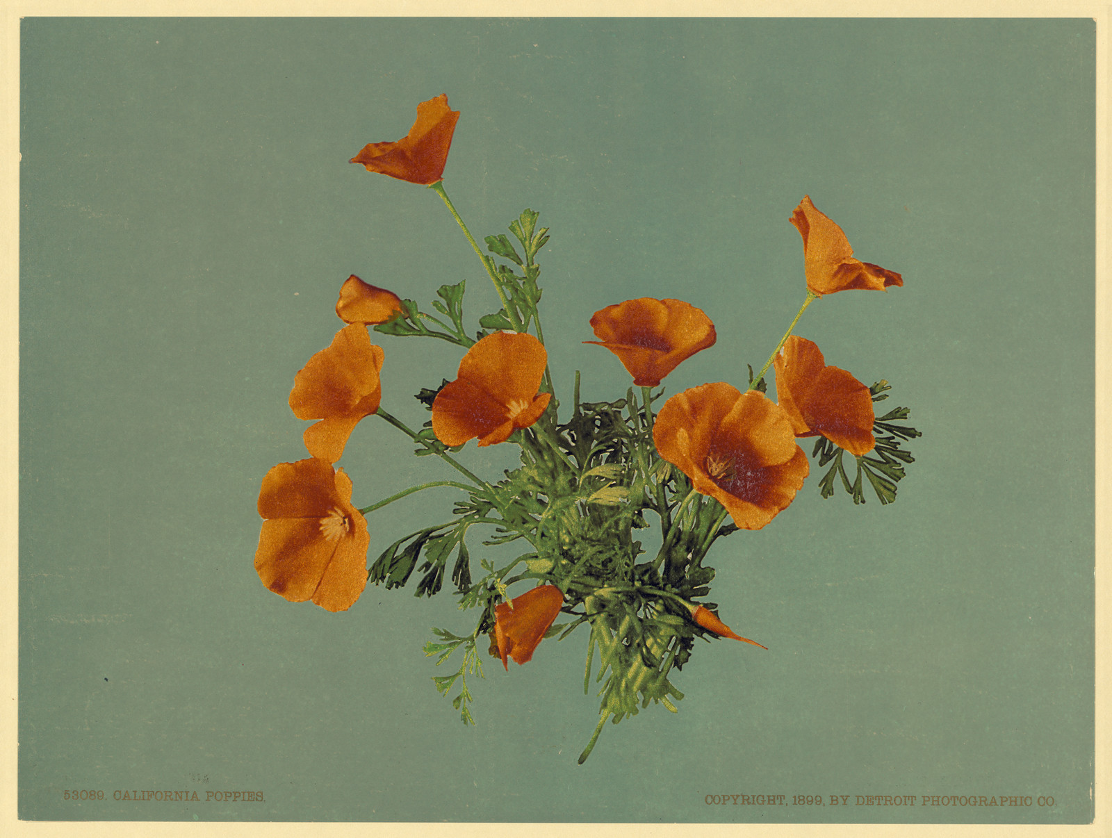 California Poppies, Detroit Photographic Co. print, 1899 — historic photograph