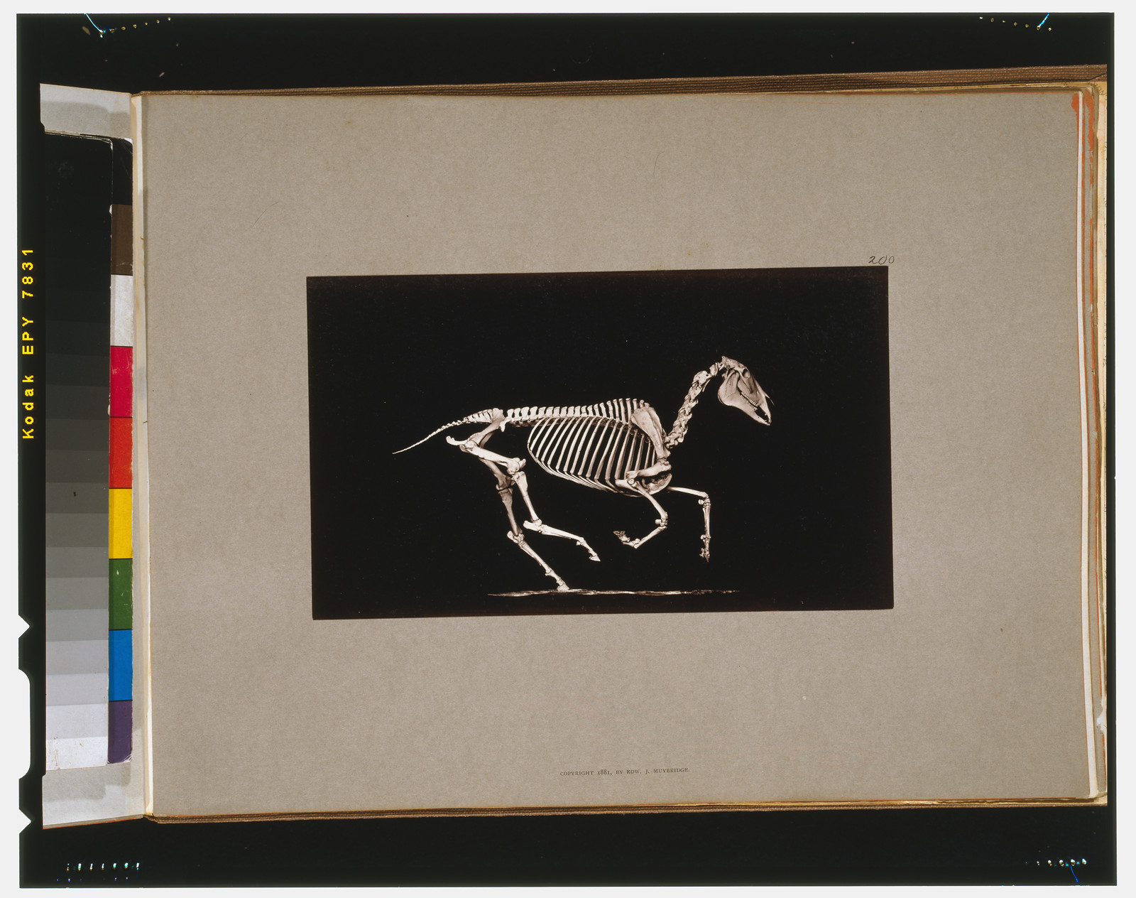Skeleton of horse. Running. Contact with the ground, [San Francisco] : Muybridge, c1881. — historic photograph