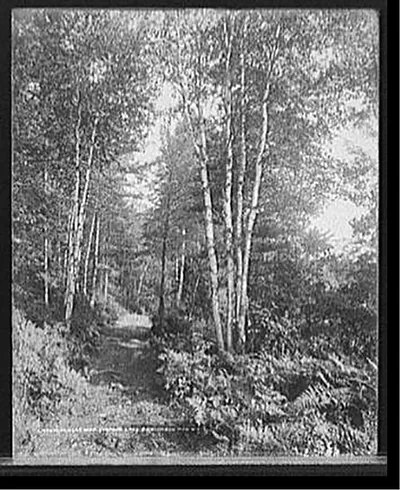 Douglas Road, Saranac Lake, Adirondack Mts., N.Y.