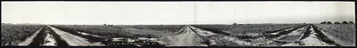 Louisiana Rice Fields, 1910
