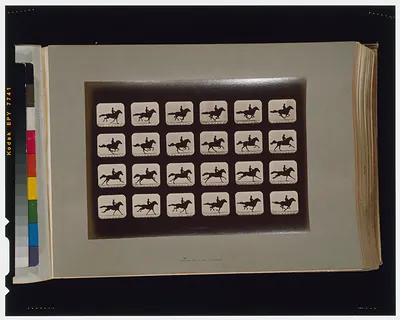 Horses. Running
