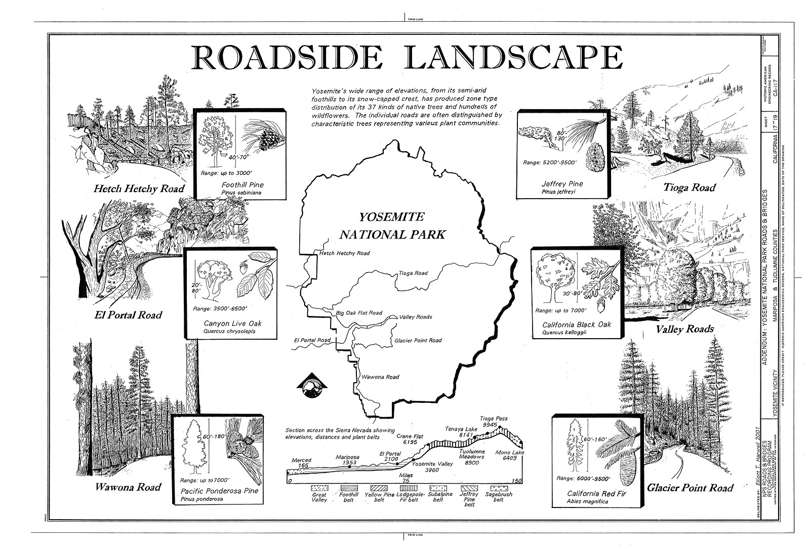 Roadside Landscape: Yosemite National Park Roads — historic image