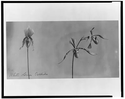 White House orchids