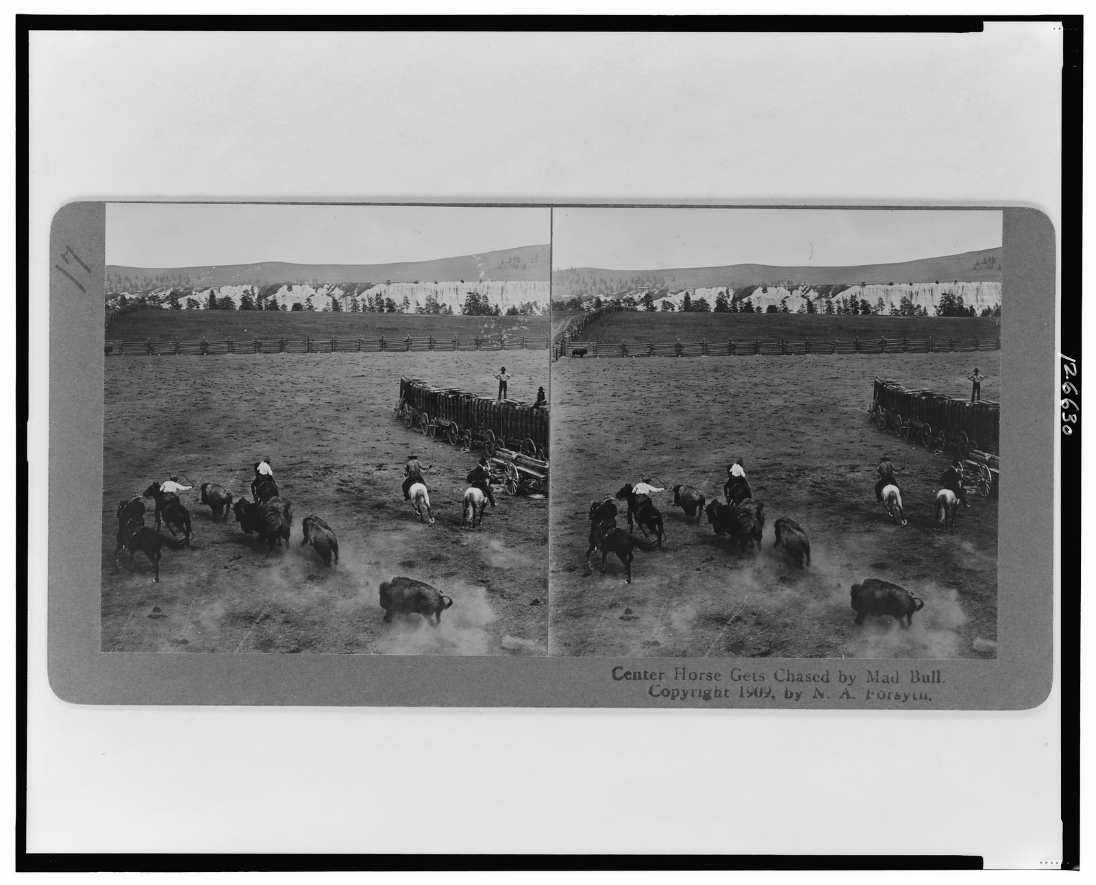 Center horse gets chased by mad bull, Butte, Montana : published by N.A. Forsyth, c1909. — historic photograph