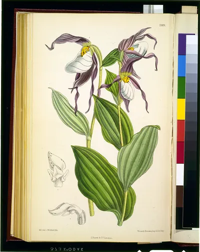 [Cypripedium montanum] / M.S. del., J.N. Fitch, lith. ; Vincent Brooks, Day & Son. imp.