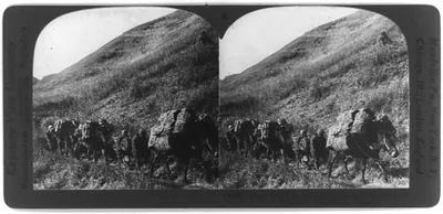 Pack train of horses bringing [bales of] fuel down the Hakone Mountains, Japan