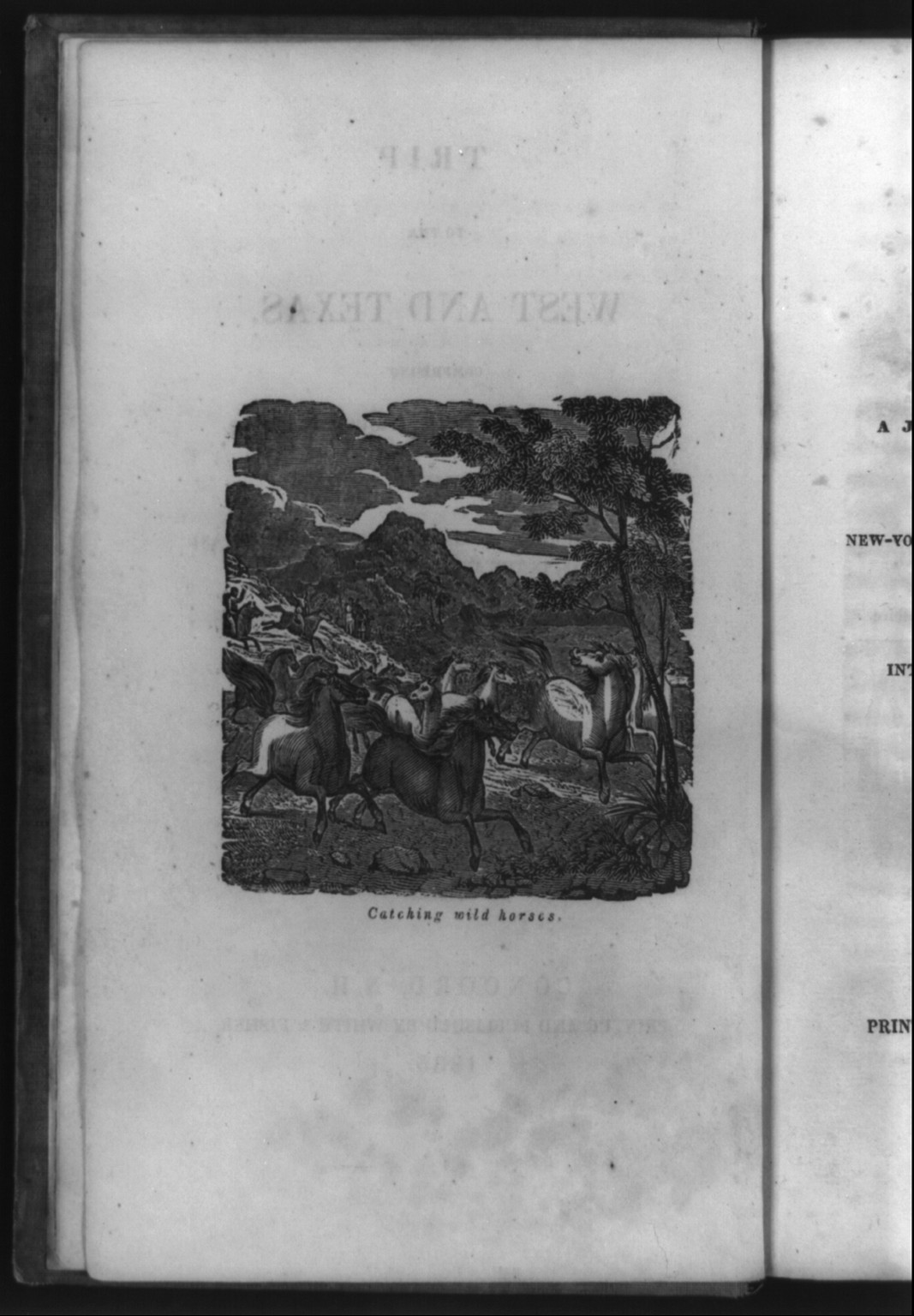 Catching wild horses, [no date recorded on caption card] — antique engraving