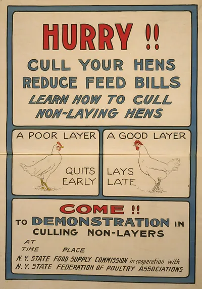 Hurry!! Cull Your Hens, Reduce Feed Bills