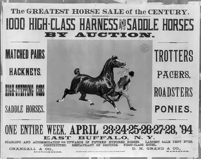 The Greatest Horse Sale of the Century - 1000 High-Class Harness and Saddle Horses by Auction