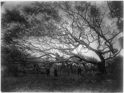 [The wonder oaks of Fort George Island, Florida] / Geo. Barker, photographer, Niagara Falls, N.Y.