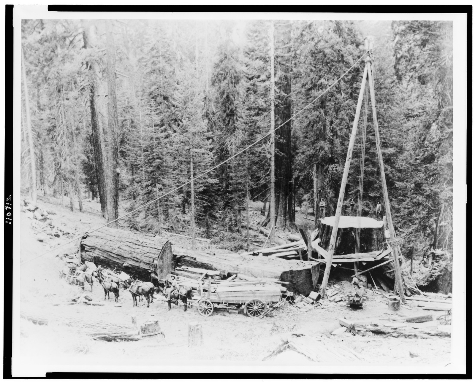 [Wagon, drawn by team of horses, carrying out sections of trunk of General Noble redwood tree, for shipment to Chicago], [1892] — historic photograph
