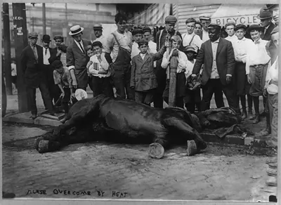 New York City: Horse overcome by heat