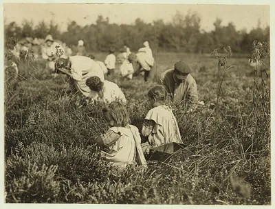 Rose Oquoto, 6 years old, and Flora Oquoto, 7 years old, live at 837 Kimball St., Philadelphia, Pa. Picking cranberries at Theodore Budd's Bog at Turkeytown, near Pemberton, N.J. This is the fourth week of school in Philadelphia and people will stay here two weeks more. Witness E. F. Brown. Location: Pemberton, New Jersey.