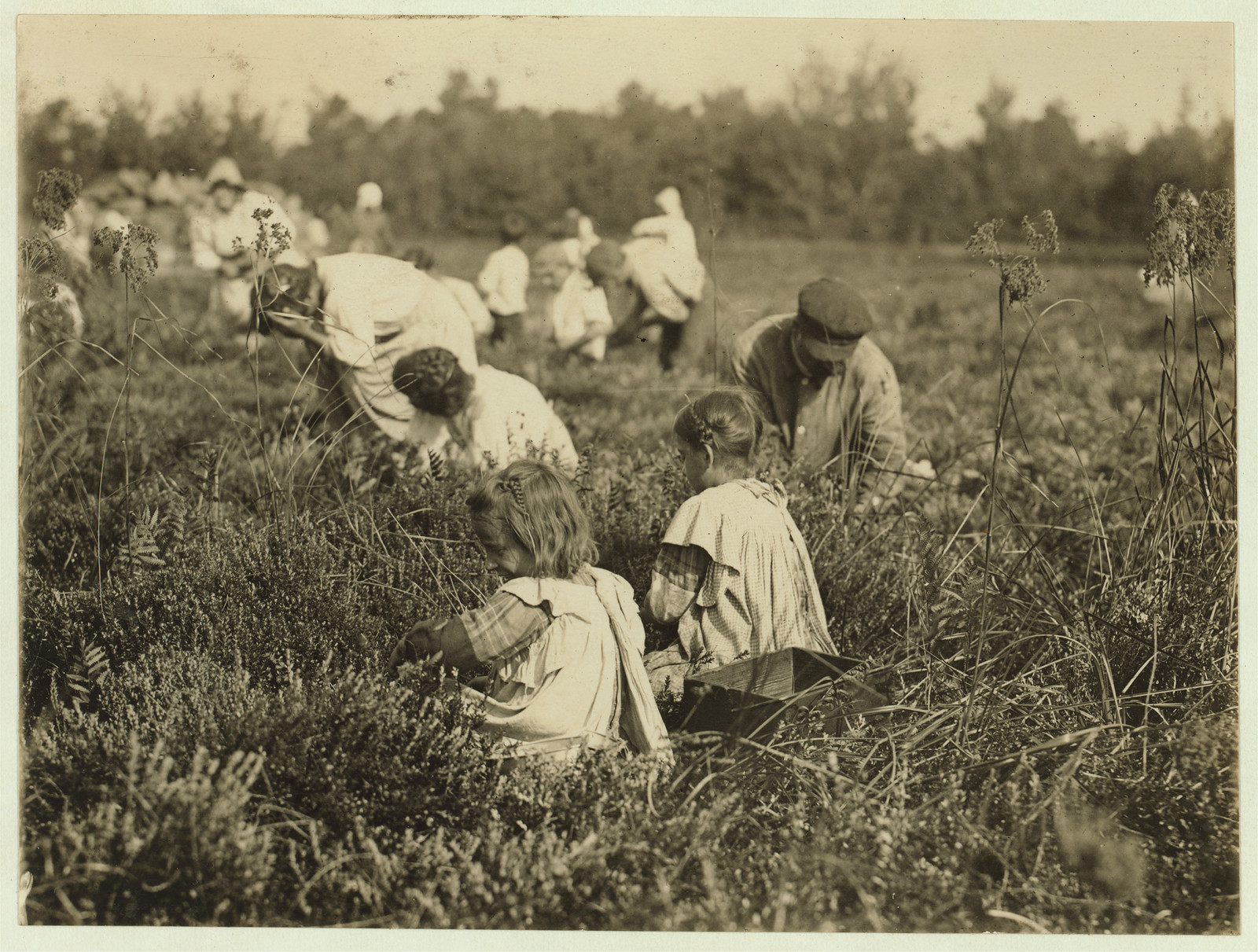 Rose Oquoto, 6 years old, and Flora Oquoto, 7 years old, live at 837 Kimball St., Philadelphia, Pa. Picking cranberries at Theodore Budd's Bog at Turkeytown, near Pemberton, N.J. This is the fourth week of school in Philadelphia and people will stay here two weeks more. Witness E. F. Brown. Location: Pemberton, New Jersey., 1910 September 27. — historic image