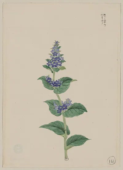 [Japanese drawing]