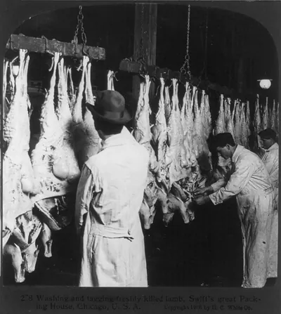 Chicago - Meat Packing Industry - Swift's Packing House: washing and tagging freshly killed lamb