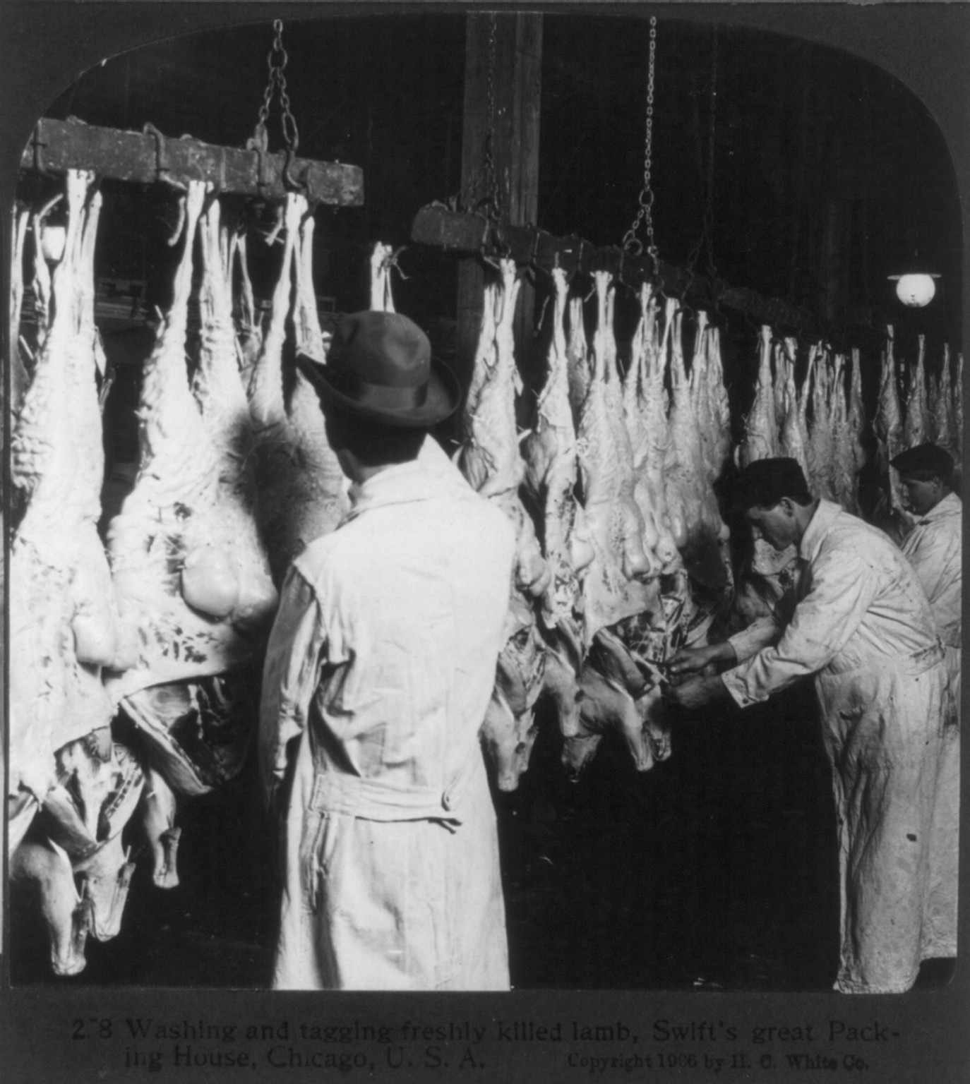 Chicago - Meat Packing Industry - Swift's Packing House: washing and tagging freshly killed lamb, c1906. — historic photograph