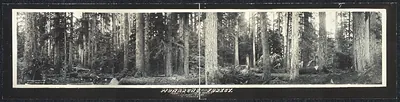 Washington Monarchs of forest, 1911