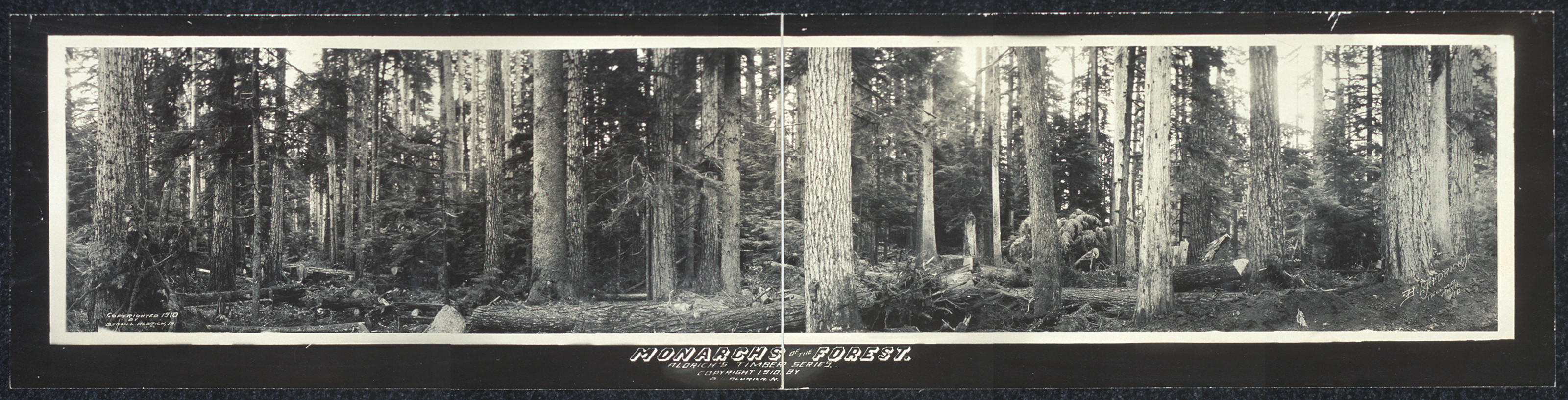 Washington Monarchs of forest, 1911, 1911 — historic image