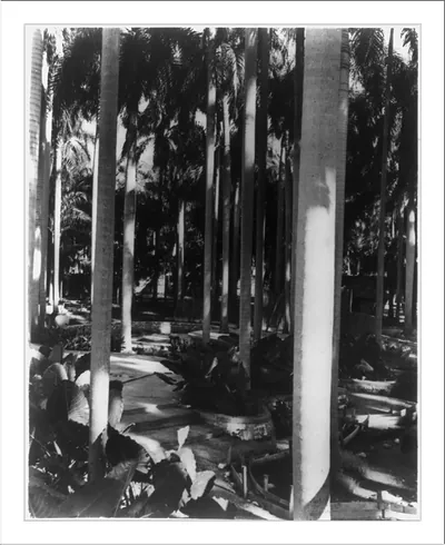 Palm Park, on exposition ground in Port-au-Prince, Haiti
