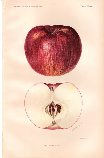 McIntosh Apple, Plate XLVII, Yearbook U.S. Dept. of Agriculture 1901