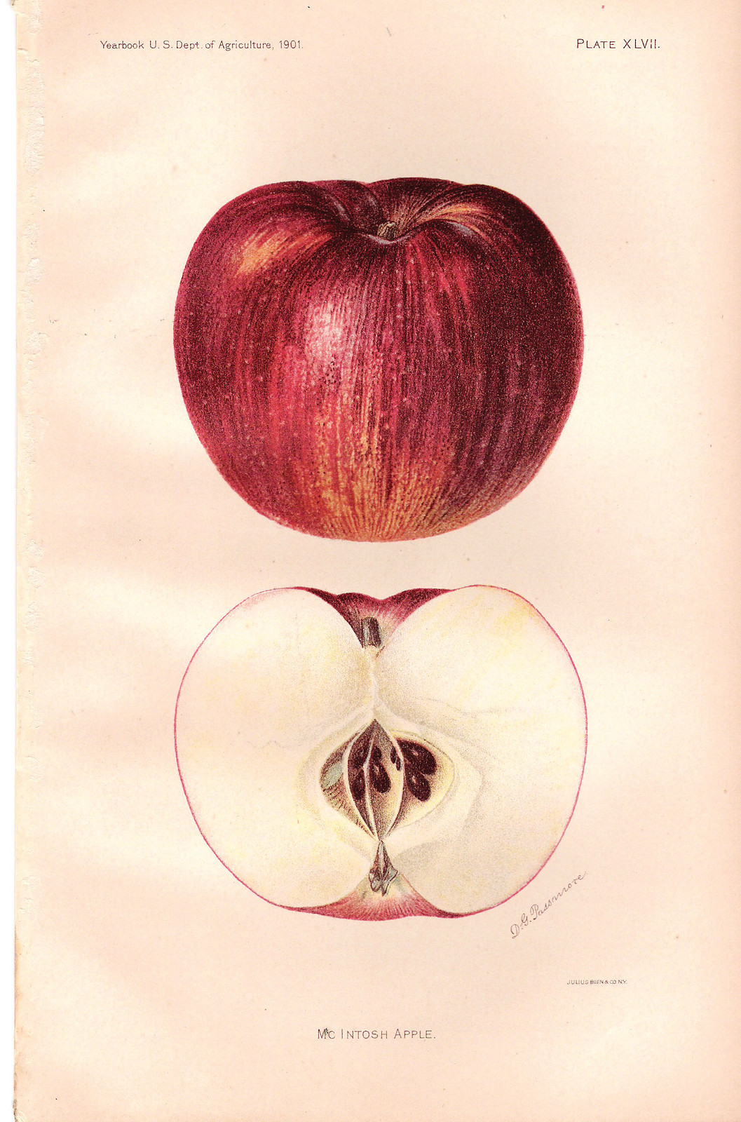 McIntosh Apple, Plate XLVII, Yearbook U.S. Dept. of Agriculture 1901 — historic image