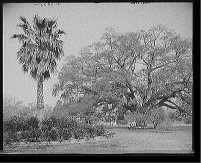 Palm and oak, City Park, New Orleans, La.