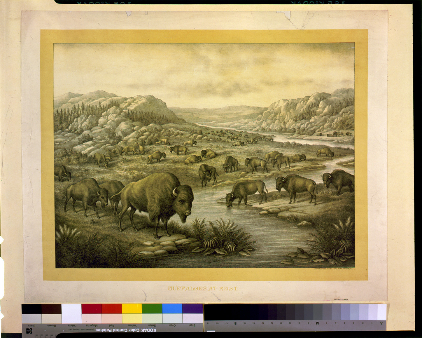 Buffaloes at rest, c1911. — antique lithograph