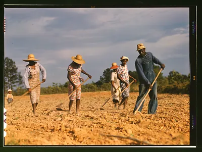 Chopping cotton on rented land near White Plains, Greene County, Ga
