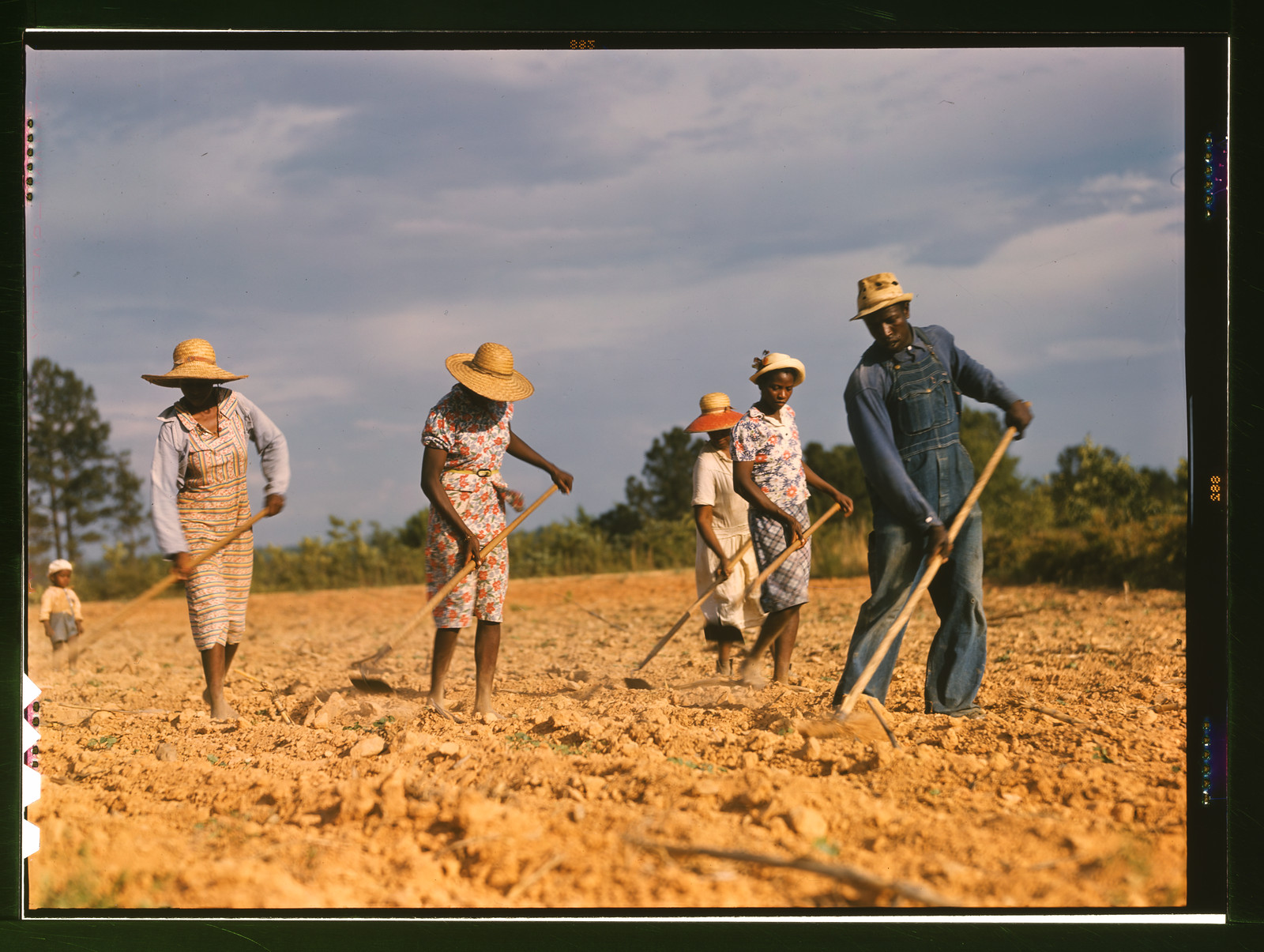 Chopping cotton on rented land near White Plains, Greene County, Ga — historic image