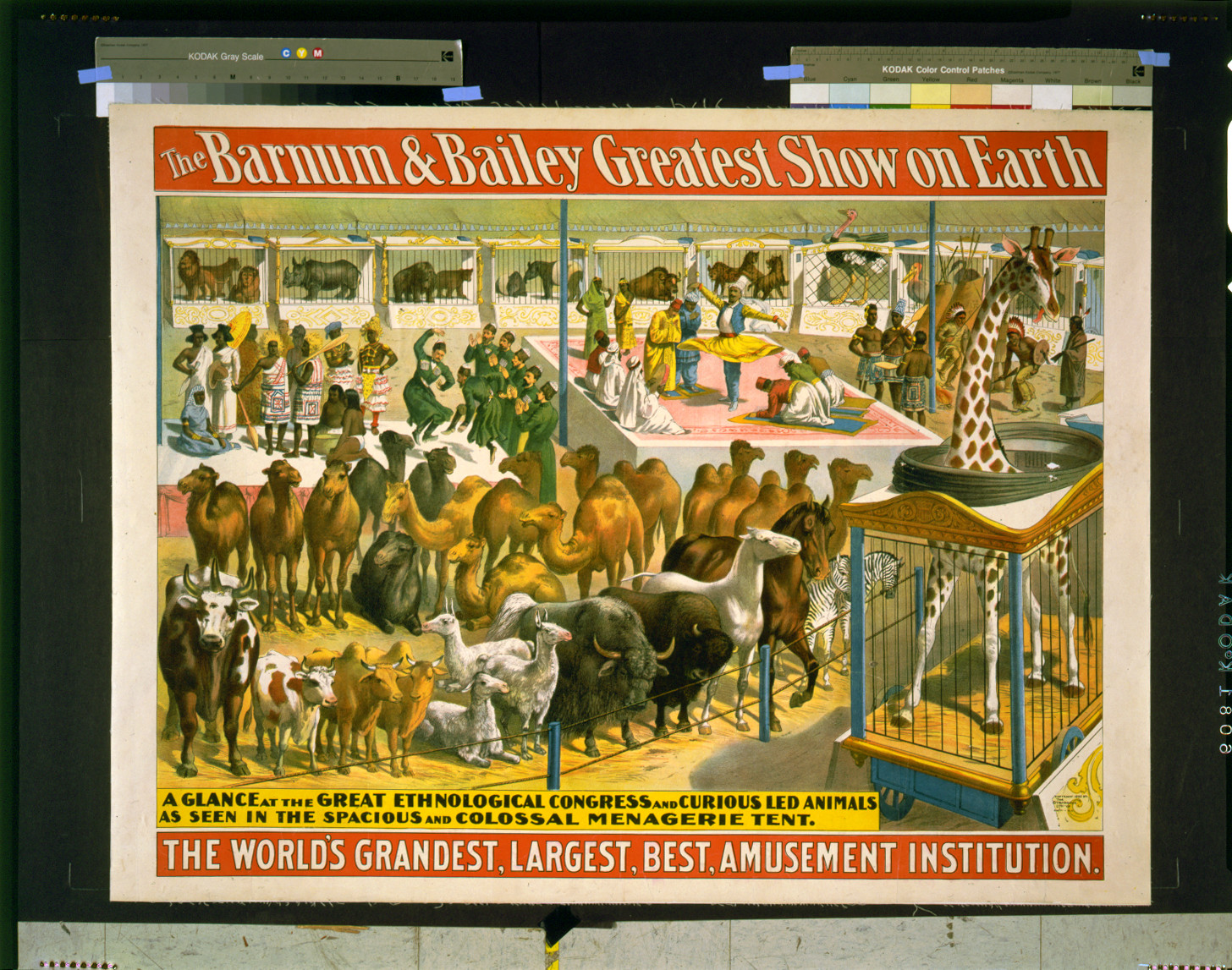 The Barnum and Bailey greatest show on earth--A glance at the great ethnological congress and curious led animals ..., c1895. — vintage poster