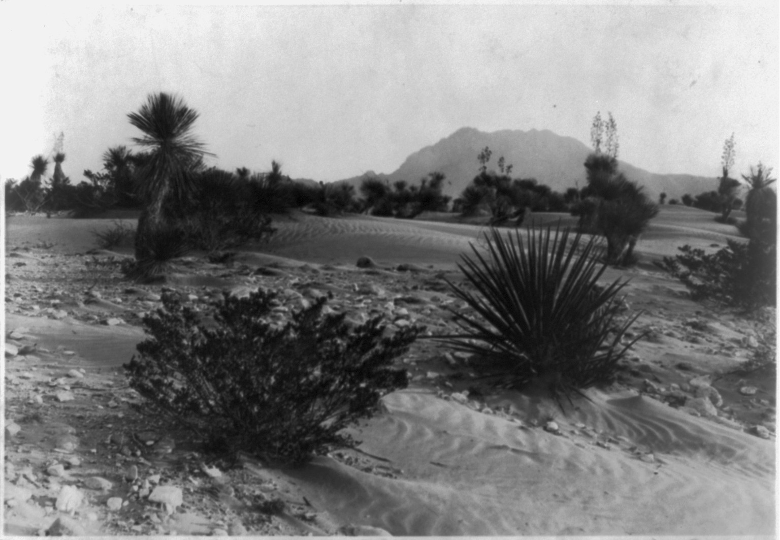 Desert Gardens, Texas, c1924. — historic photograph