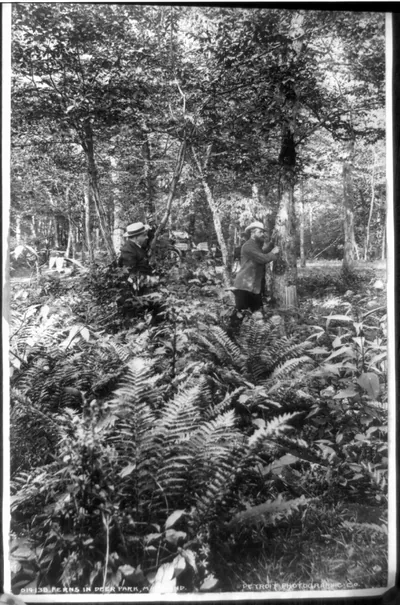 Ferns in Deer Park, Maryland