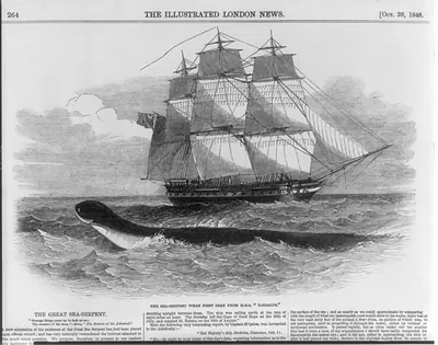 The great sea serpent. The sea serpent when first seen from H[er] M[ajesty's] S[hip] DAEDALUS