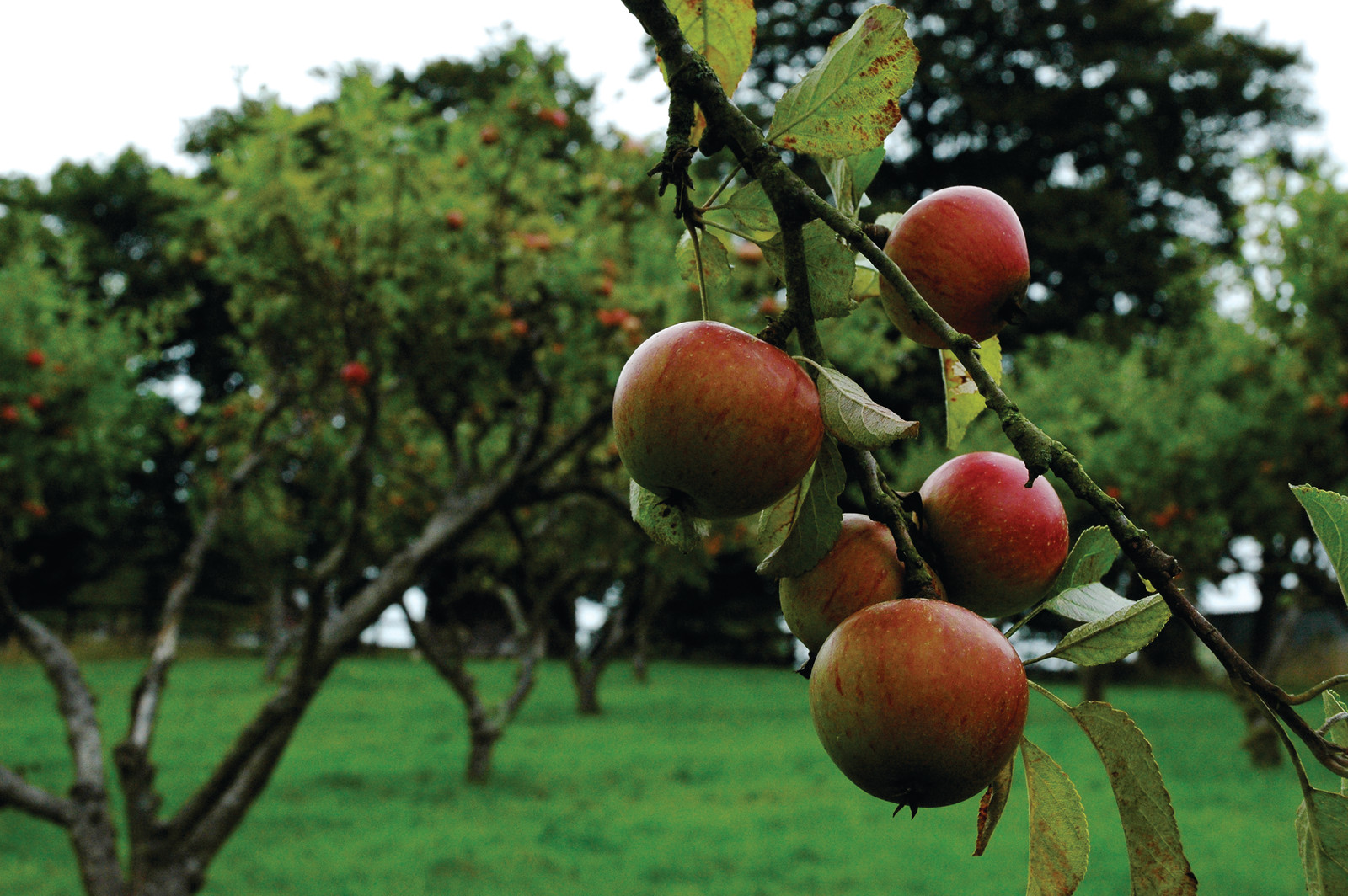Red apples hanging on an orchard tree — historic image
