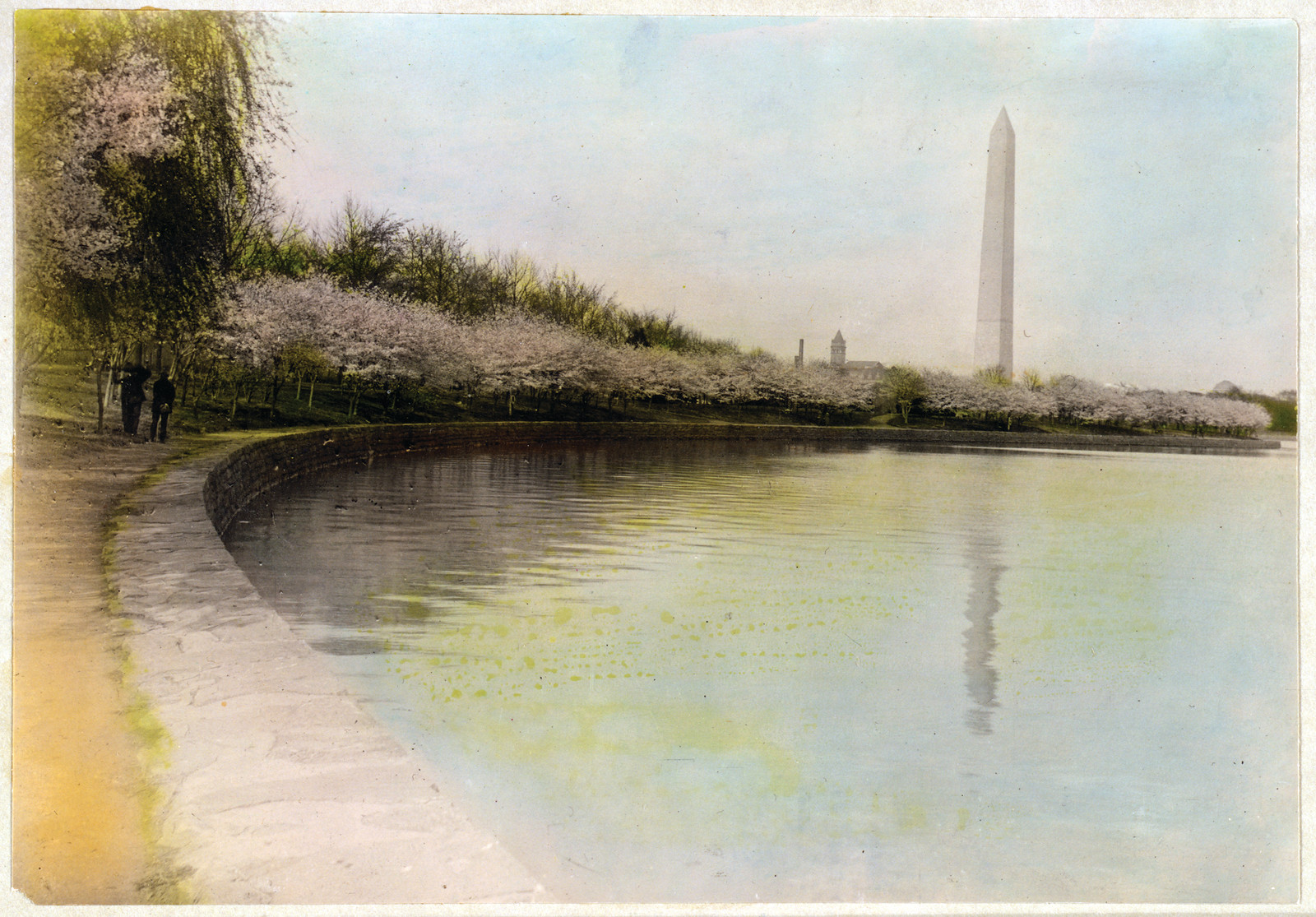 View From Tidal Basin, With Cherry Blossoms And Washington Monument In Background, Washington, D.C. (1 photographic print, hand-colored), c. 1920 — historic photograph