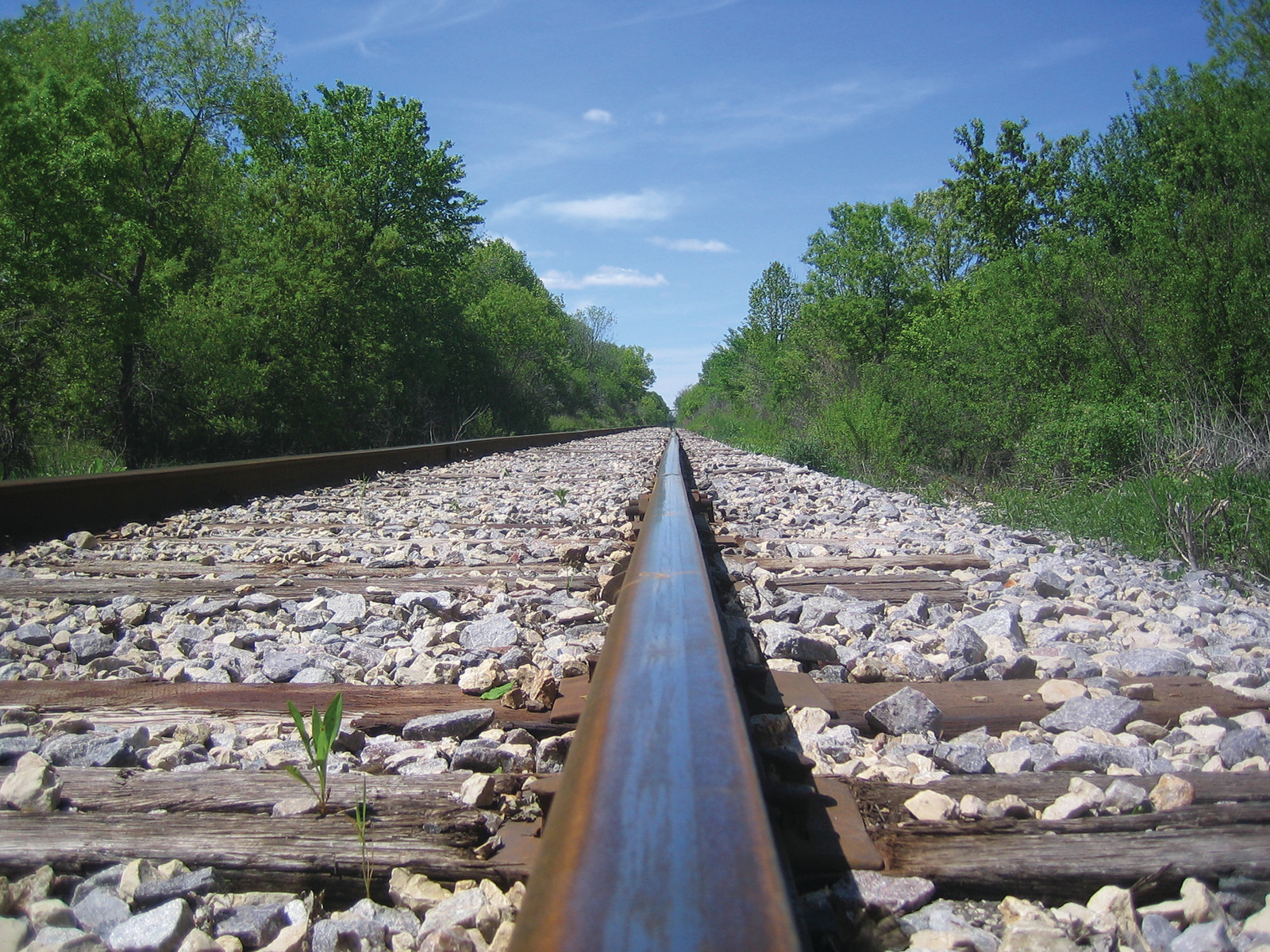Railroad tracks receding through gravel ballast between green trees — historic image