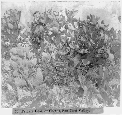 Prickly Pear, or Cactus, San Jose Valley
