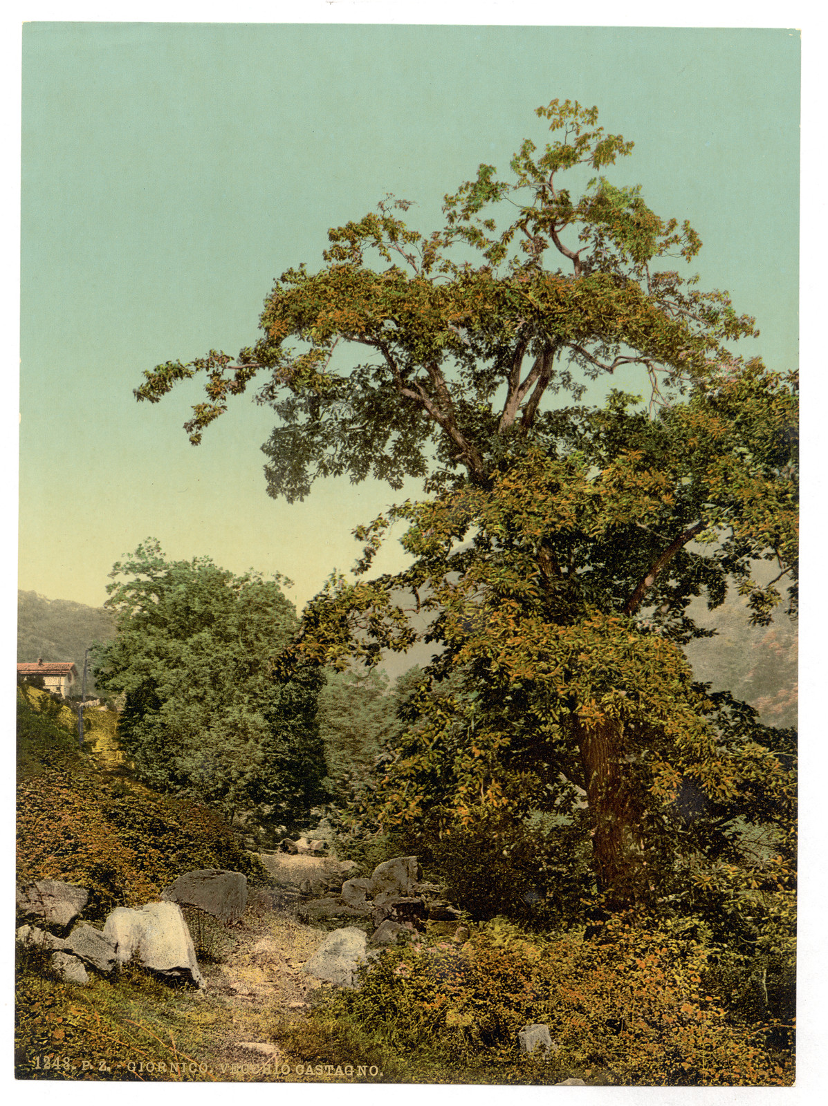Giornico old chestnut tree near the railway St. Gotthard Railway Switzerland, [between ca. 1890 and ca. 1900]. — historic print