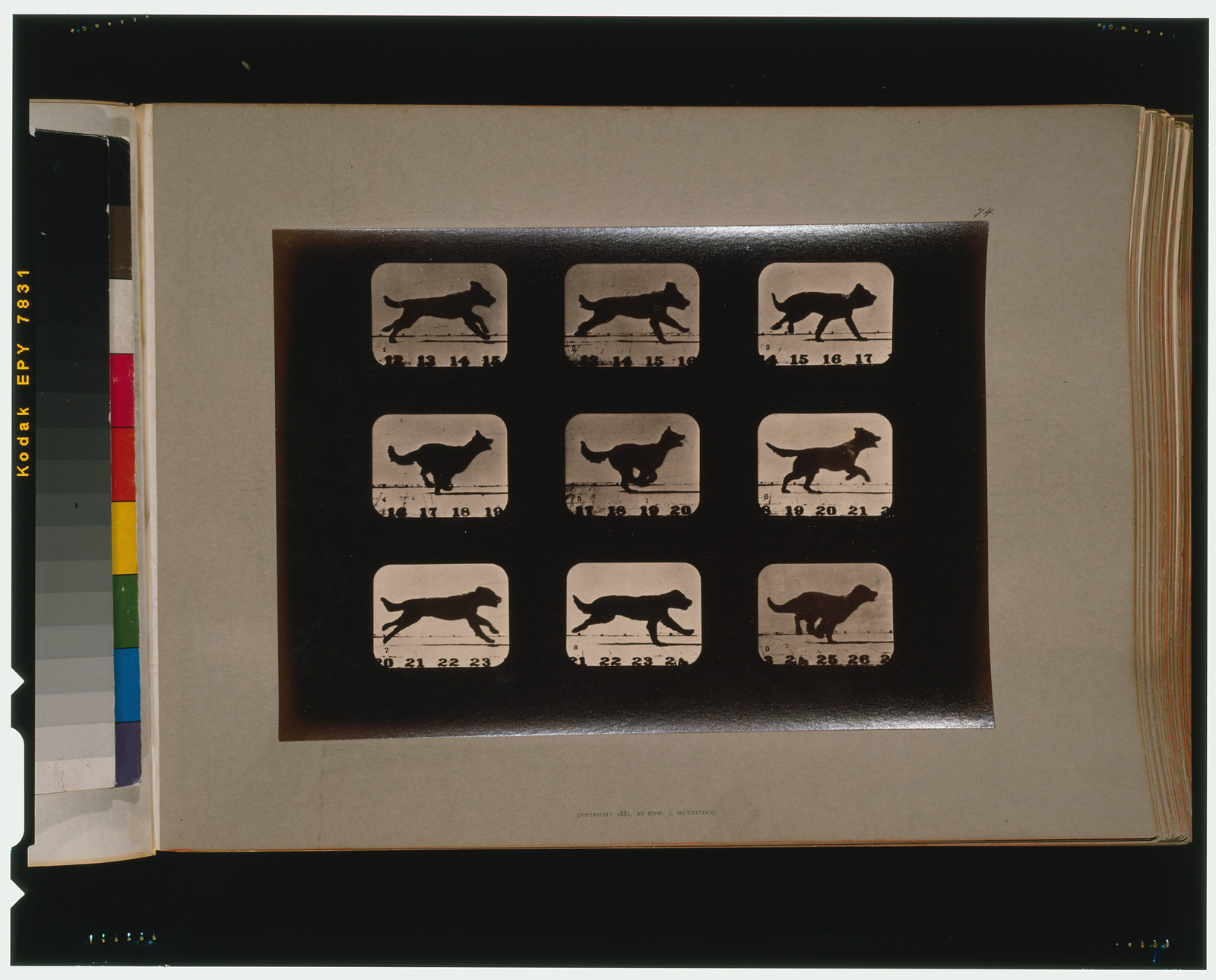 Dog, running, [San Francisco] : Muybridge, c1881. — historic photograph