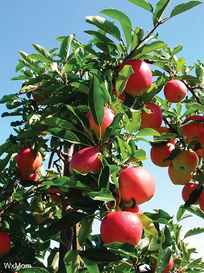 Red apples ripening on a tree against blue sky