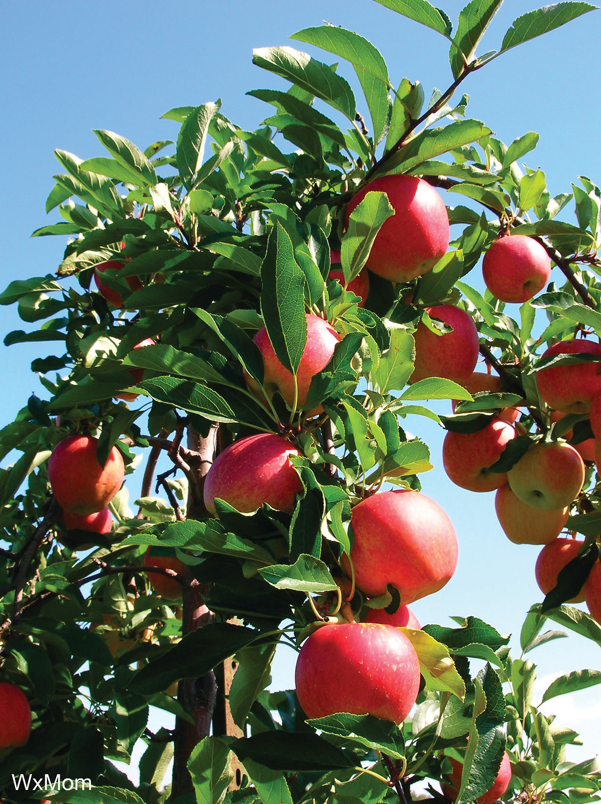 Red apples ripening on a tree against blue sky — historic image